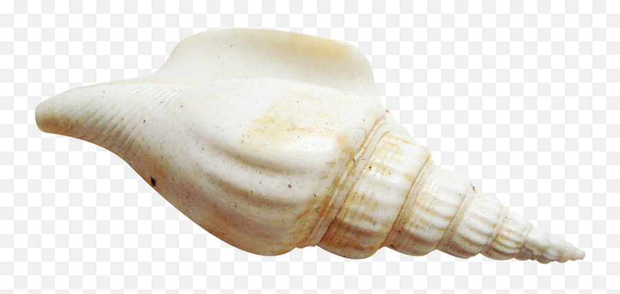 Seashell Png Resolution1280x550 Transparent Png Image - Transparent Background Sea Shells Png Emoji,Seashell Emoji