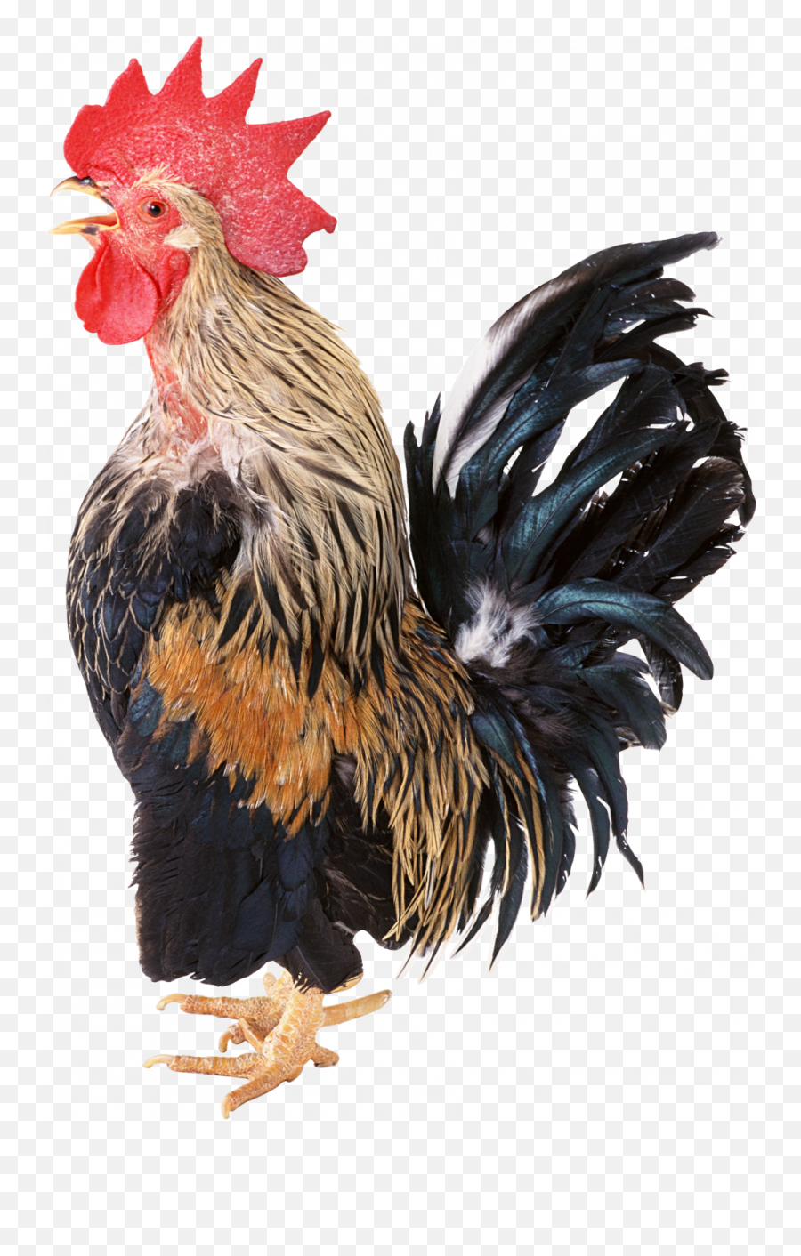 Cock Png Transparent - Fancy Chicken Png Emoji,Cockaroch Emoji