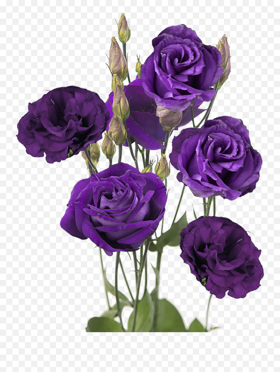 Premium Purple Lisianthus Flowers - Purple Lisianthus Flower Emoji,Keyboard Emoticons Flower