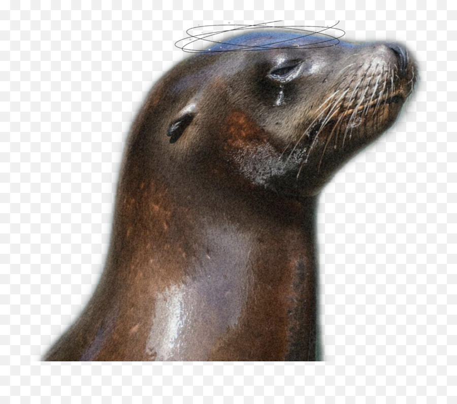 The Most Edited Gute Picsart Emoji,Sealion Emoticon