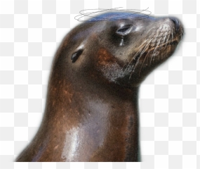 The Most Edited Gute Picsart Emoji,Sealion Emoticon