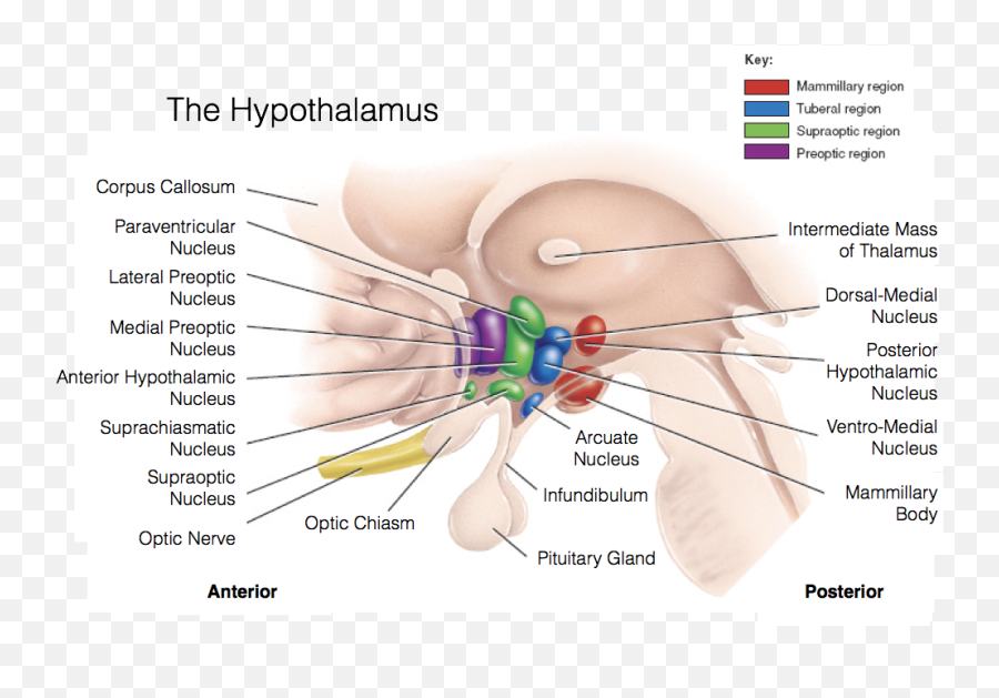 Introduction To The Hypothalamus U2013 Comparative Endocrinology - Dot Emoji,Hypothalamus Emotions