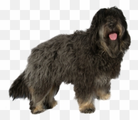 Puppy Training Classes Obedience And Behavior Modification Emoji,Reading Dog Emotions