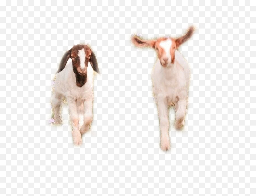 Goats Cottagecore Softcore Sticker By Eli - Goat Emoji,Goat Emoji