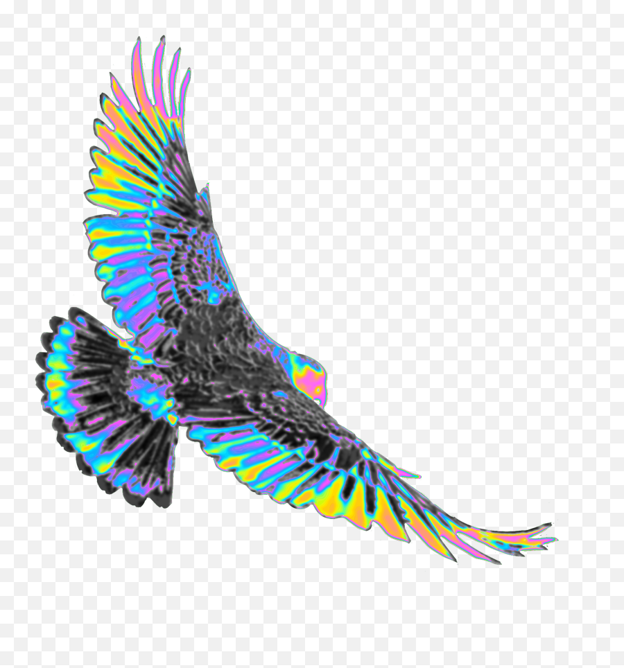 Kea Bird Wingsholo Holographic Sticker By Dinaaaaaah - Falconiformes Emoji,Mauna Kea Emoji