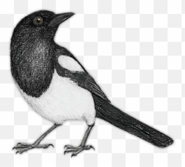 Magpie Pencil Drawing Face Mask - Magpie Pencil Drawing Emoji,Drawing Of A Mask To Hide Emotions