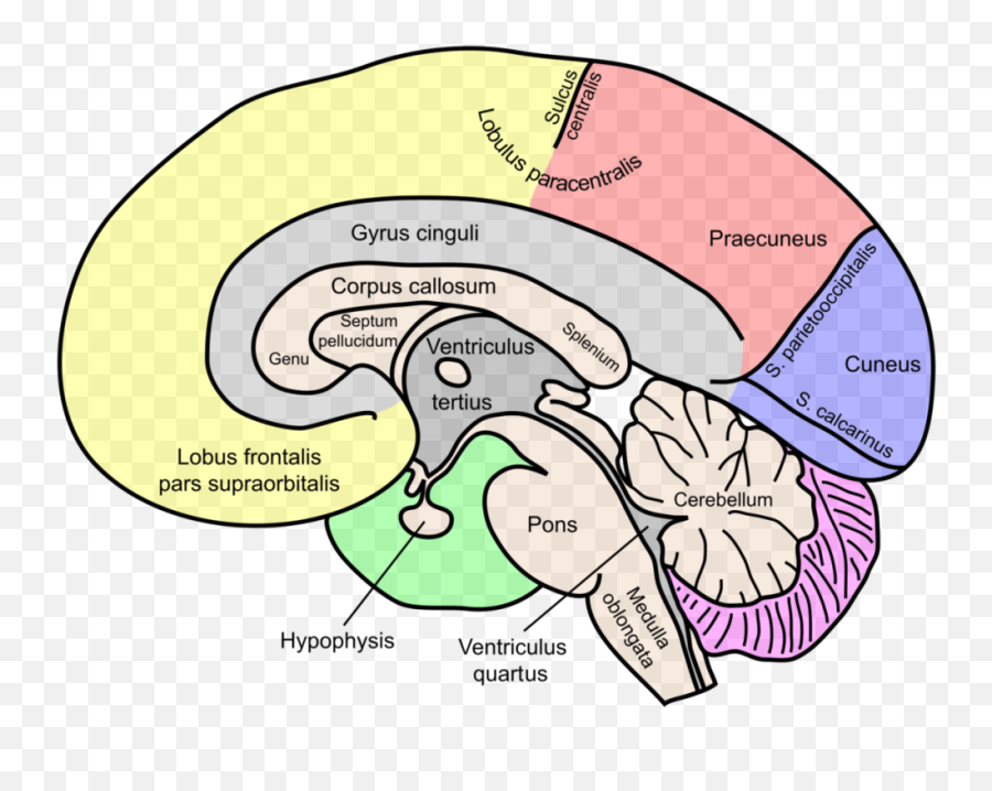 The Brain Science Of Gnostic Duality - Labelled Corpus Callosum Brain Emoji,What Hemisphere Of The Brain Controls Emotion In Men