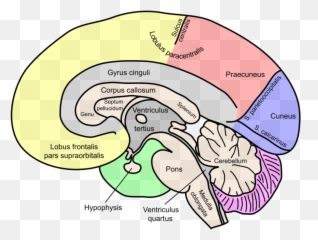 The Brain Science Of Gnostic Duality - Labelled Corpus Callosum Brain Emoji,What Hemisphere Of The Brain Controls Emotion In Men