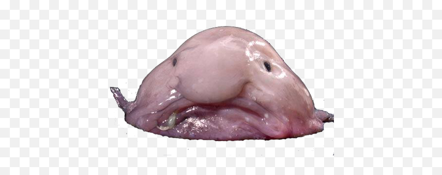 Blob Fish - Transparent Blobfish Emoji,Blobfish Emoji