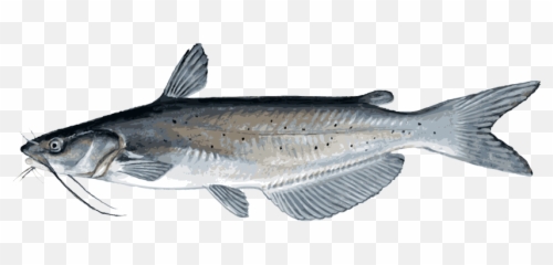 Catfish Png Transparent Image - Catfish Png Emoji,Cat Fish Emoji