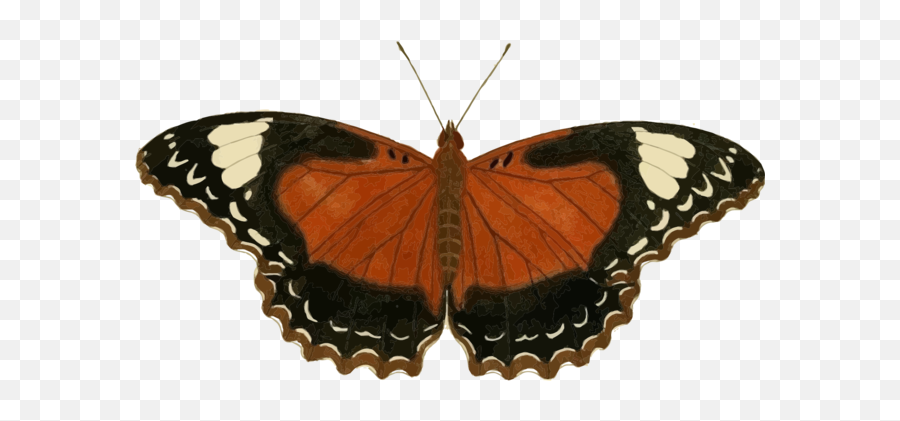 Butterfly Wildlife Nectar Background - Butterflies Emoji,Emotion Butterflies