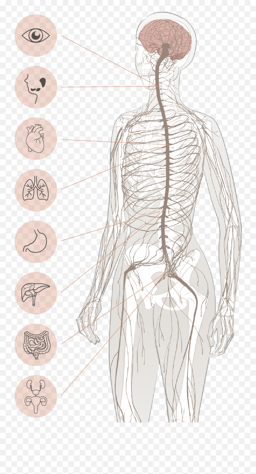 Chiropractic - Low Back Emoji,Blank Body Map Emotions