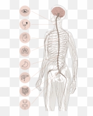 Chiropractic - Low Back Emoji,Blank Body Map Emotions