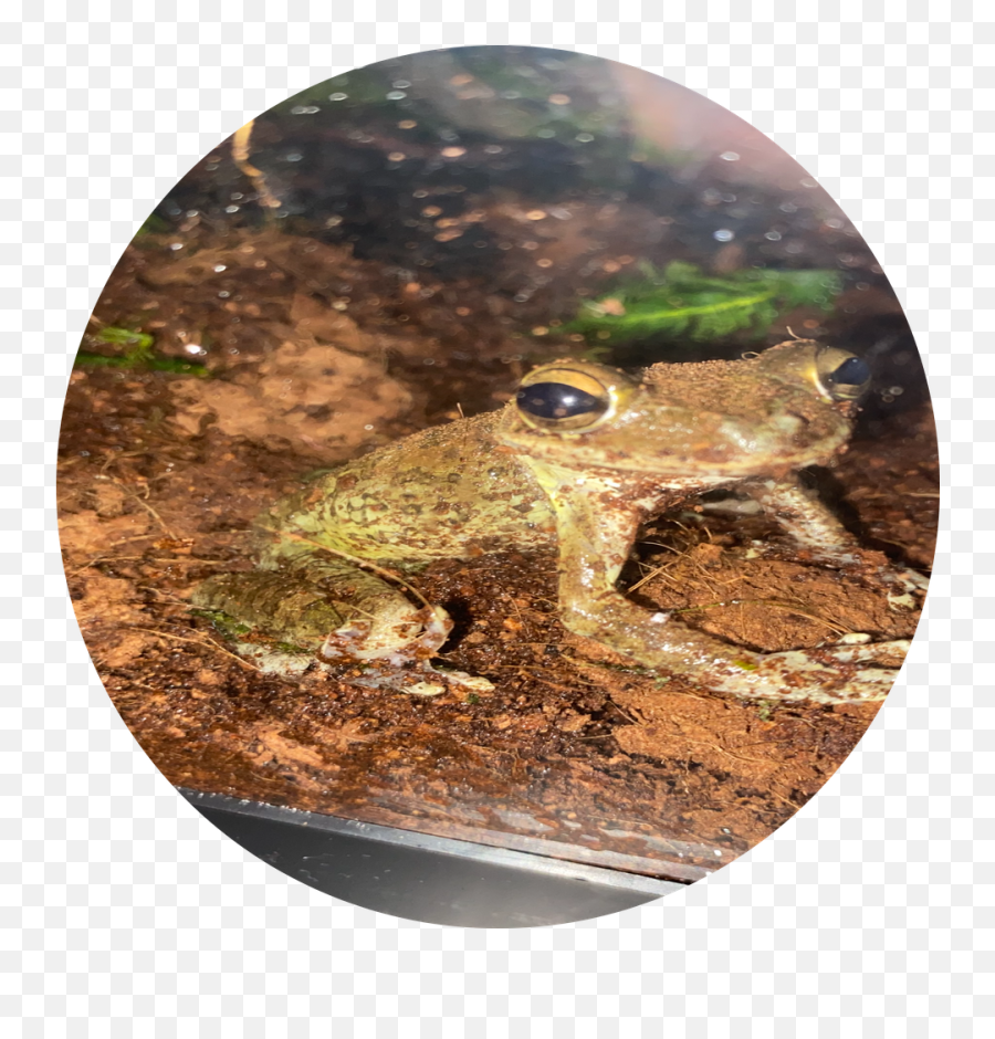 Pet Draft - Boston Pride Toads Emoji,Spadefoot Toad Emotion