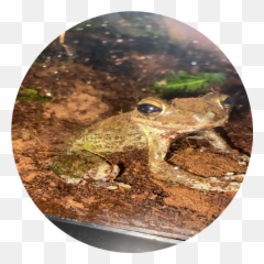 Pet Draft - Boston Pride Toads Emoji,Spadefoot Toad Emotion