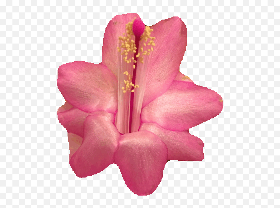 Top Braves Of The Six Flowers Stickers For Android U0026 Ios - Shoeblackplant Emoji,Blossom Emoji