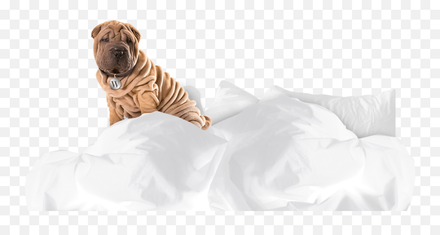 Tampa Bay Dry Cleaners Dry Cleaning Service - Sun Country Emoji,Shar Pei Emoticon