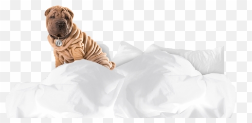 Tampa Bay Dry Cleaners Dry Cleaning Service - Sun Country Emoji,Shar Pei Emoticon