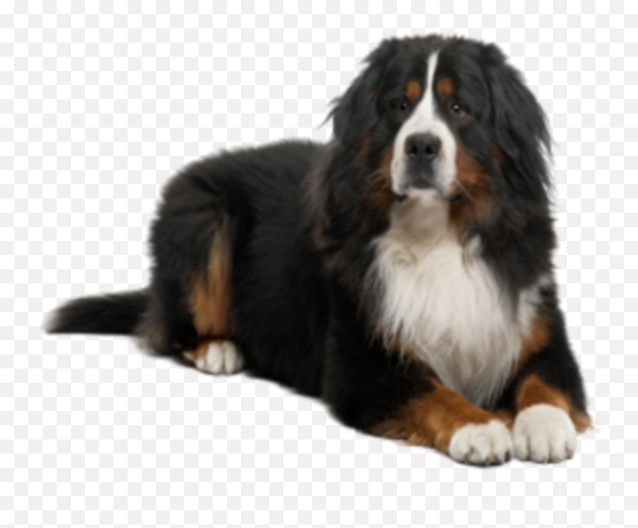 Big Beautiful Loyal Sticker - Bernese Mountain Dog Laying Down On A Rock Pictures Emoji,Bernese Mountain Dog Emoji