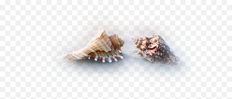 Ladymc Seashell Sea Sticker - Tube Coquillage De Mer Png Emoji,Conch Shell Emoji