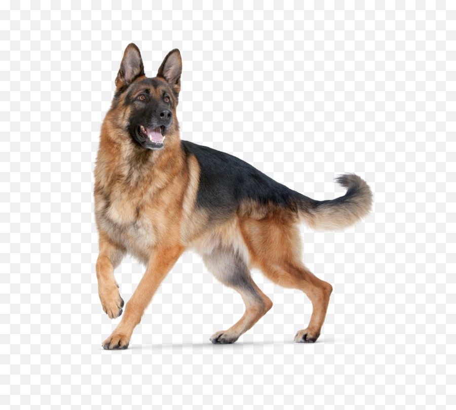 Cool D Hd Dogs - Dog Png For Editing Emoji,Scottie Dog Emoji