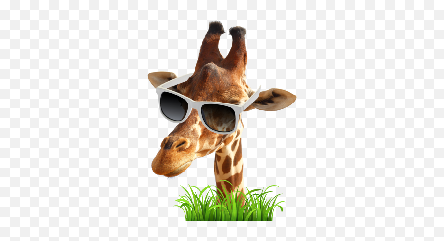 Live Giraffes U2013 Funny Stickers Smileys U0026 Emoji By Lively Technology - Northern Giraffe,Giraffe Emoticon Iphone