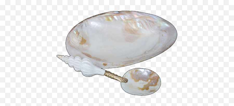 Seashell Dish U0026 Spoon Set With Shankh Conch Shell Handle - Serving Platters Emoji,Seashell Emoji