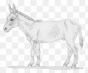 Code Of Practice For The Care And - Animal Figure Emoji,The Emotion Code Healing Horses