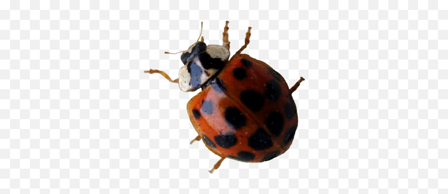 Myths And Facts About Ladybugs - Asian Lady Beetle Emoji,What Is The Termite, Ladybug Emoticon