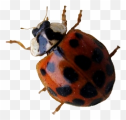 Myths And Facts About Ladybugs - Asian Lady Beetle Emoji,What Is The Termite, Ladybug Emoticon