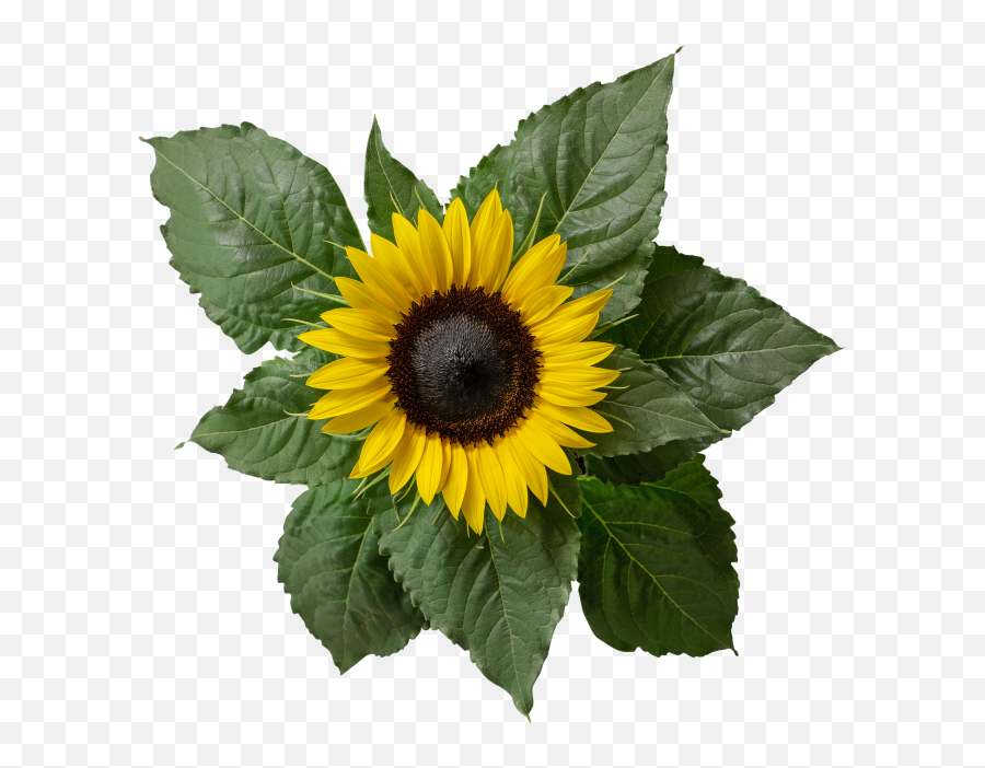 Sunflower Png Transparent Image - Freepngdesigncom Sunflower Leaf Png Emoji,High Resolution Flower Emoji