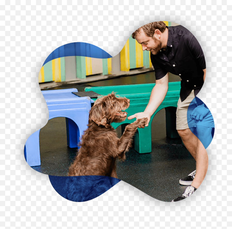 Professional Dog Training In Columbus Ohio Reale Dog Training - Animal Training Emoji,Love Emotion Human Animals