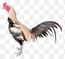 Trending Hen Stickers - Comb Emoji,Rooster + Chicken Leg Emoji