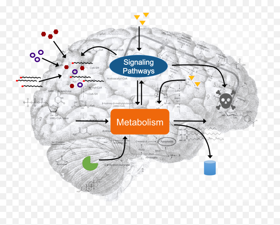 Nathanson Lab At Ucla Emoji,Lorenz Emotion