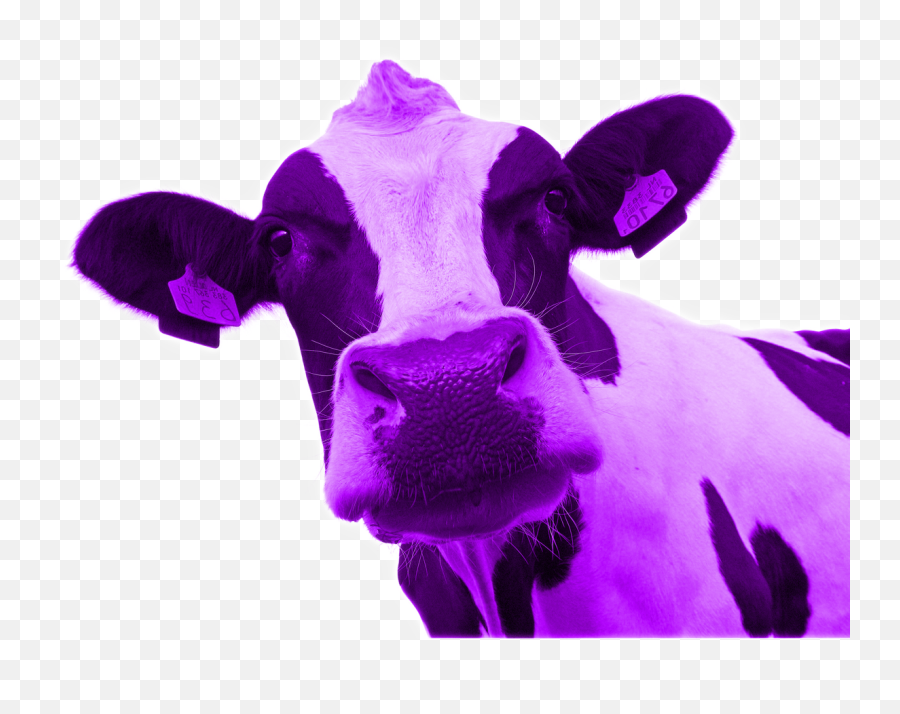 Free Purple Cow Cliparts Download Free - Purple Cow Emoji,Emoticon Purple Cow