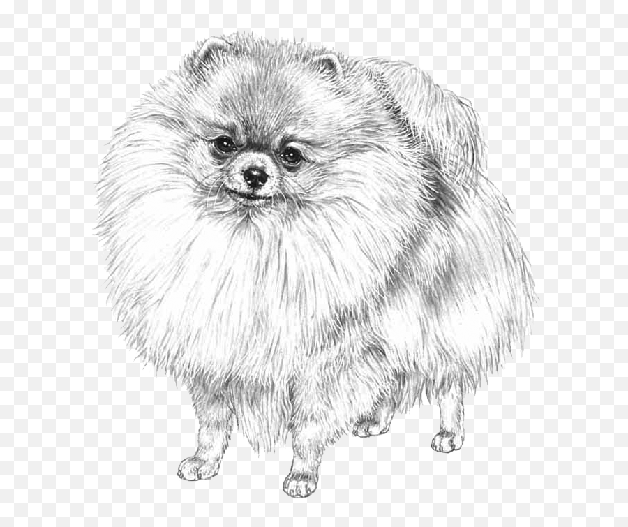 Pomeranian - Pedigree Breeds Dogwellnet Emoji,Italienische Emojis