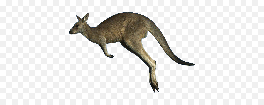 Kangaroo Png Images Free Download - Kangaroo With Transparent Background Emoji,Kangaroo Emoji