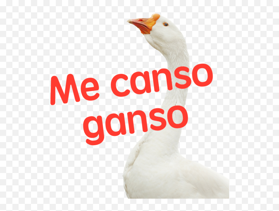 Im Mexican - Domestic Goose Emoji,Silly Goose Emoji