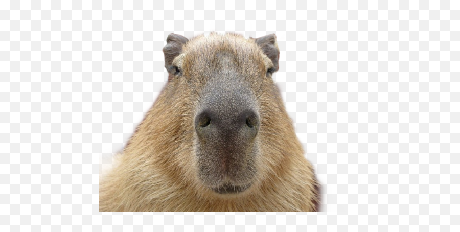 Capybara Sticker - Capybara Facts Emoji,Capybara Emoji