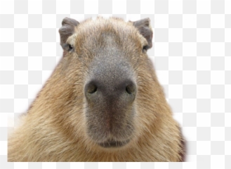 Capybara Sticker - Capybara Facts Emoji,Capybara Emoji