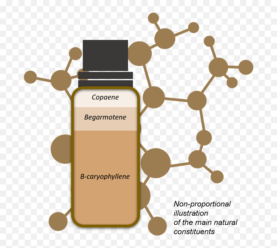 Lessentiel Sur Lhuile De Copaïer - Science Emoji,Copaiba Emotions