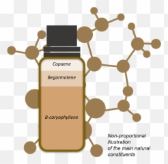 Lessentiel Sur Lhuile De Copaïer - Science Emoji,Copaiba Emotions