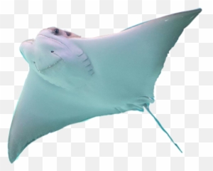 Stingray Sticker - Manta Ray Emoji,Stingray Emoji