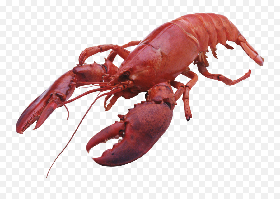Lobster Sticker - Transparent Lobster Emoji Png,Lobster Emoji