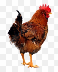 Chicken Png Clipart - Clipart Chicken Png Emoji,Rooster + Chicken Leg Emoji