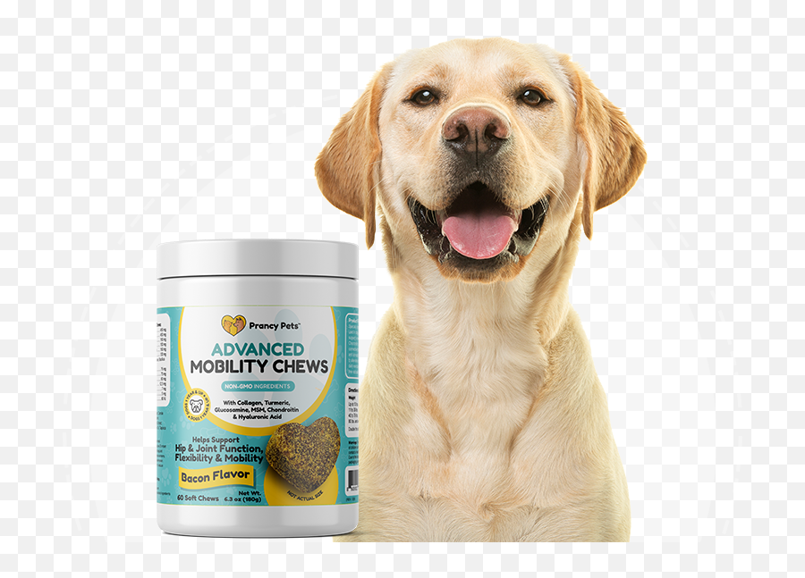 Premium Quality Pet Supplements - Prancy Pets Emoji,Labrador Retriever Happy Birthday Emoticon