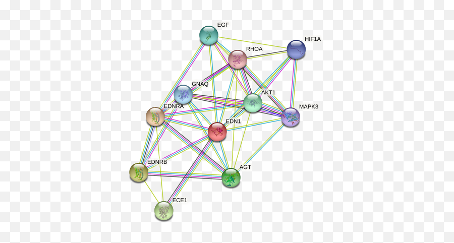 Edn1 Protein Human - String Interaction Network Emoji,Agt Secrete Emotion