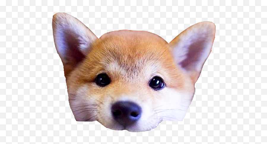 Shiba Dogs Head - Northern Breed Group Emoji,Shiba Emoji