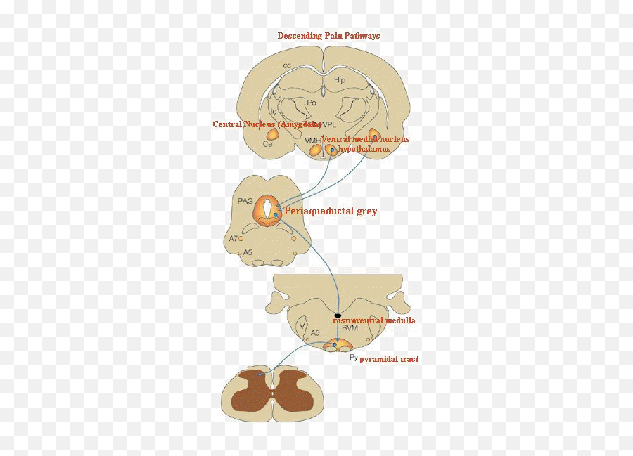 Amyce Brainstem Wiki - Pain Pathway Emoji,Hypothalamus Emotions