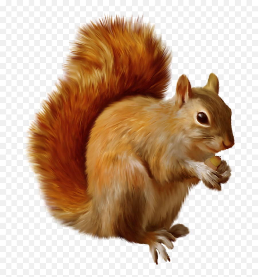 Free Cartoon Squirrel Png Download - Clip Art Of Squirrel Emoji,Red Squirrel Emoji